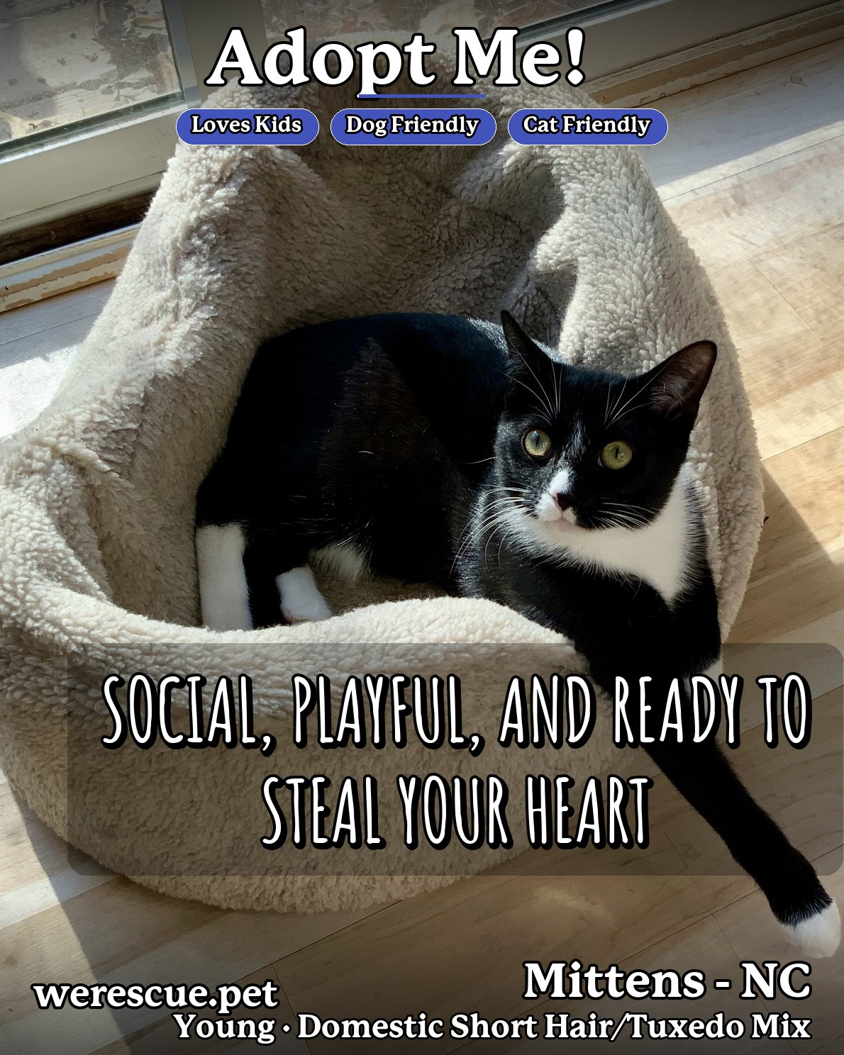 Mittens - NC's social media photos post