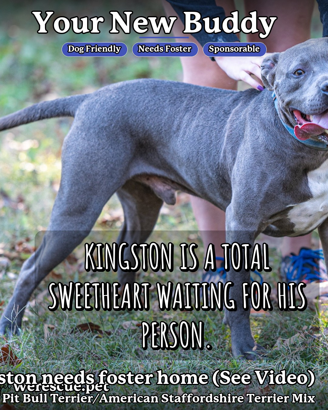 Kingston needs foster home (See Video)'s social media slideshow post