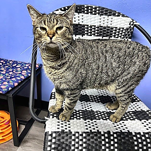 NICK - Tabby available for adoption
