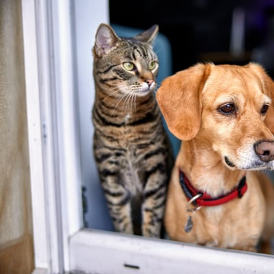 The 10 Questions You Must Ask Before Adopting a Dog or Cat image