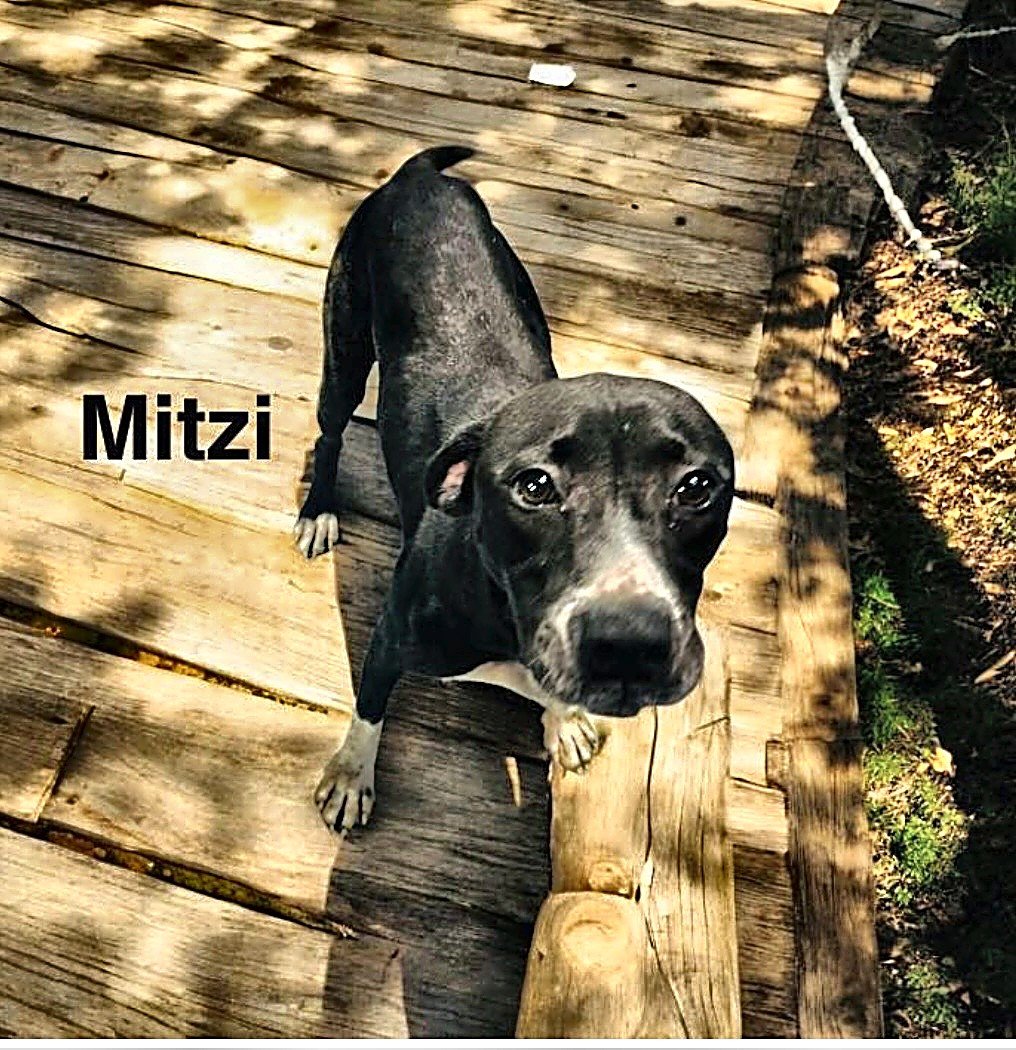 Mitzi Image