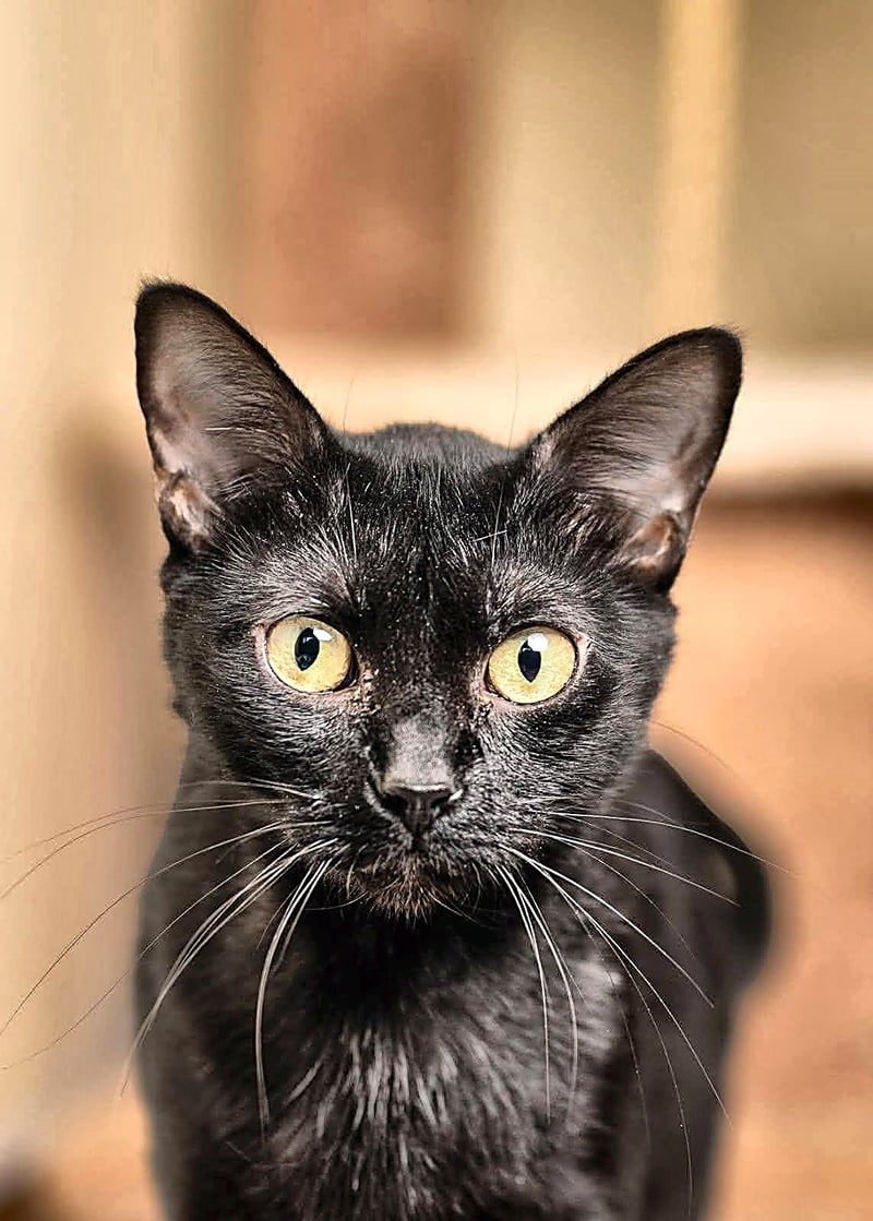 LUMI - Domestic Short Hair for adoption in Frederick