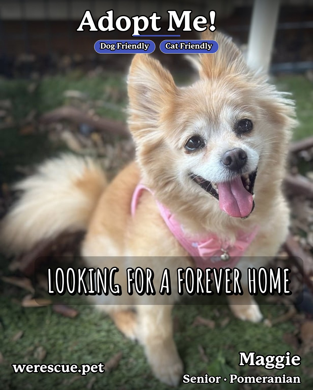 Maggie's social media slideshow post