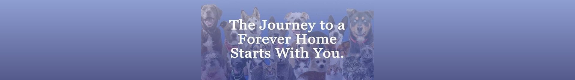 SAVE, A Friend to Homeless Animals
