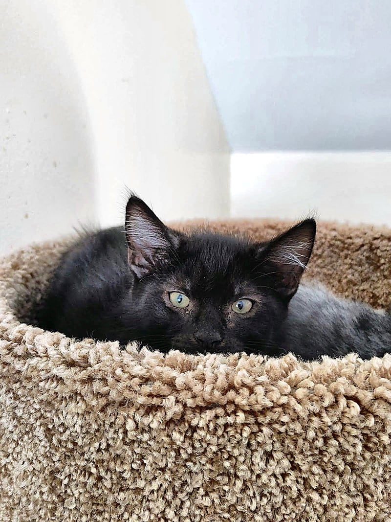 NEPTUNE - Domestic Short Hair available for adoption