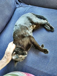 Lumi - Photo 3