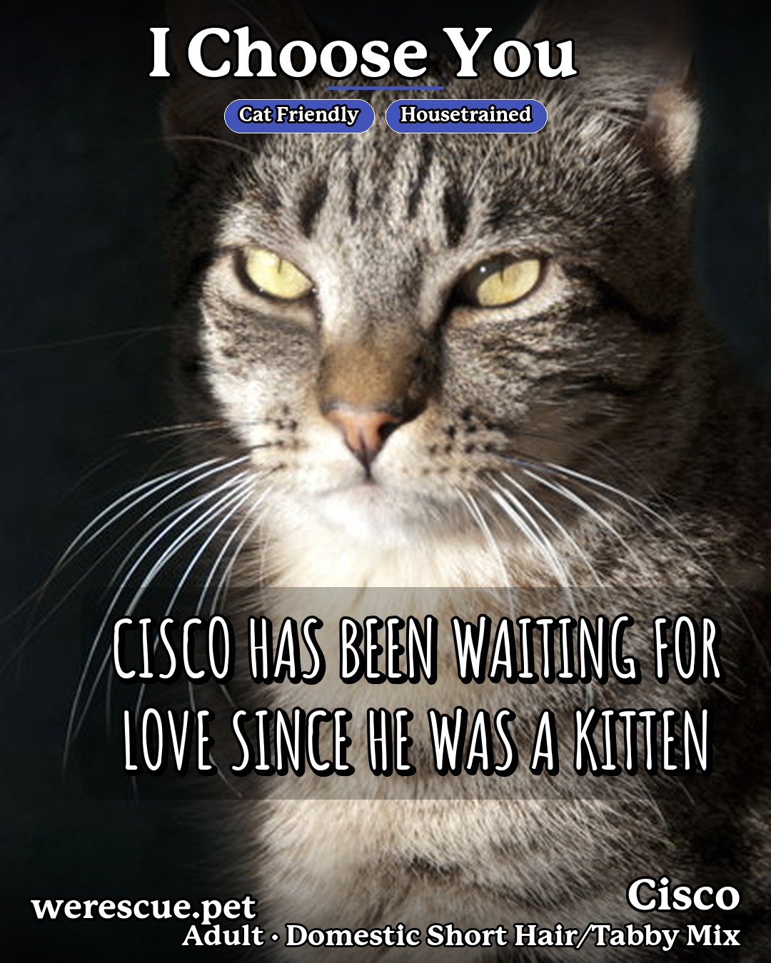 Cisco's social media photos post