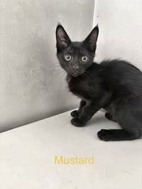 Mustard  - Photo 1