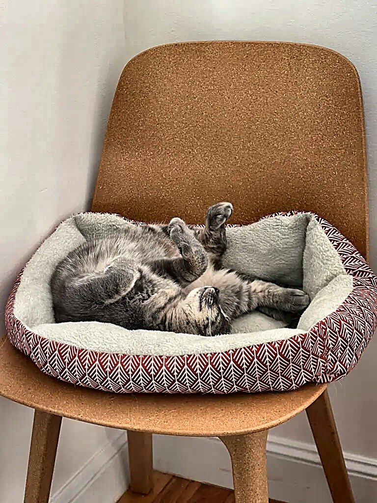 ESTRELLA - Domestic Short Hair for adoption in Cambridge