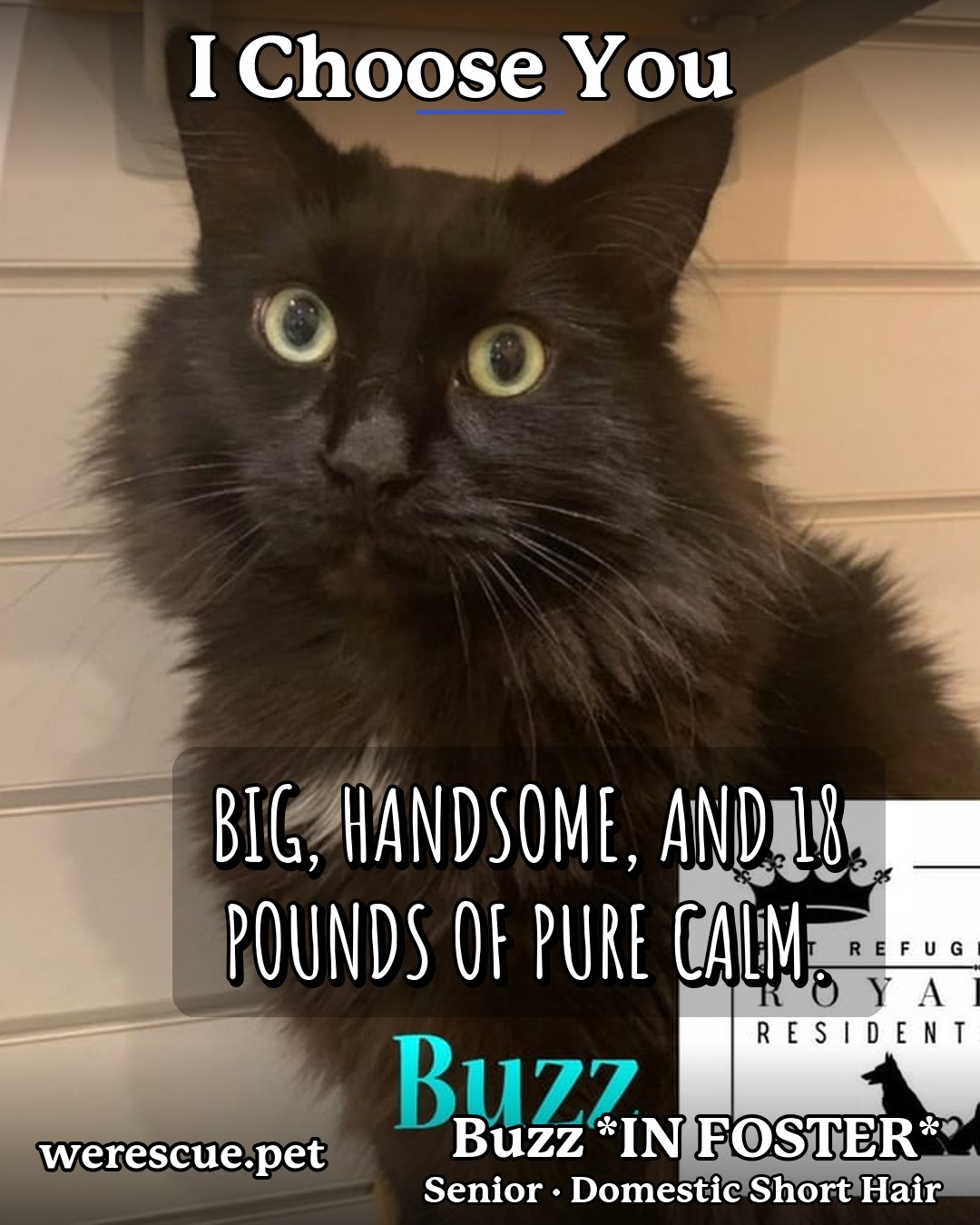 Buzz *IN FOSTER*'s social media photos post