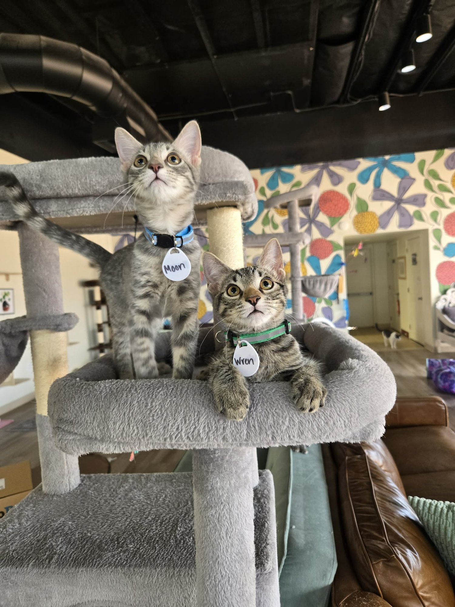 Southern Arizona Cat Rescue facility