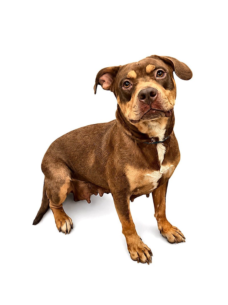 TALIA - American Pit Bull Terrier for adoption in Baton Rouge