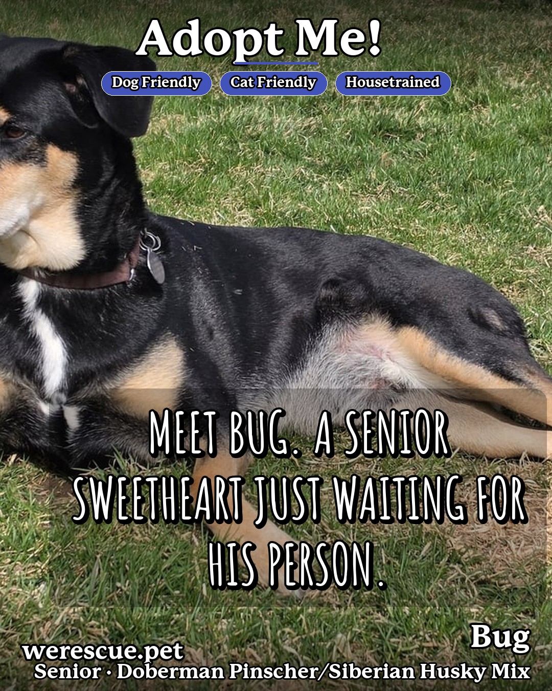 Bug's social media photos post