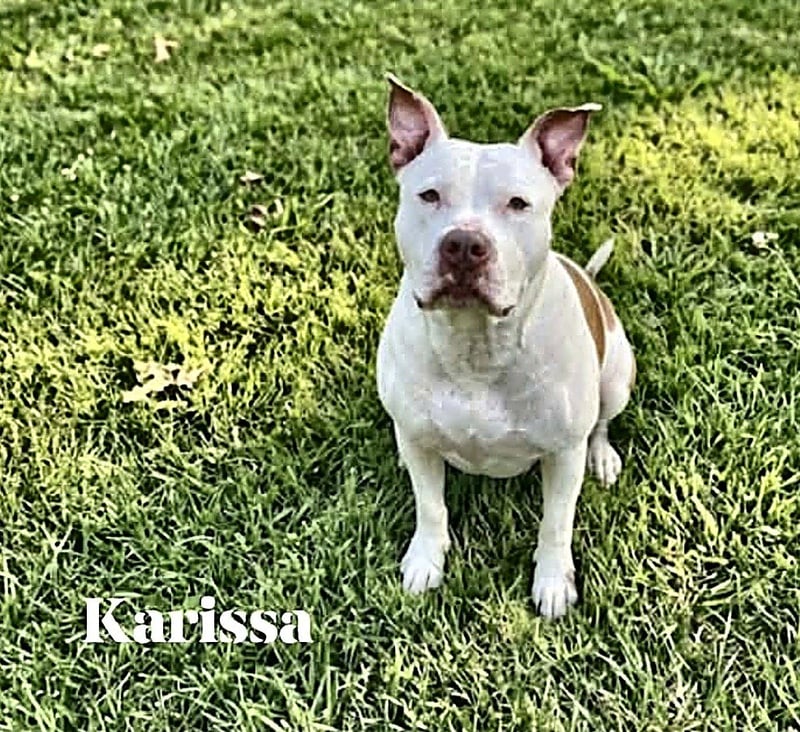 KARISSA - American Bulldog for adoption in Lakeland