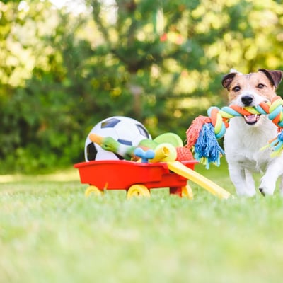 Seasonal Pet Care: Preparing Your Rescue Pet for Weather Changes
