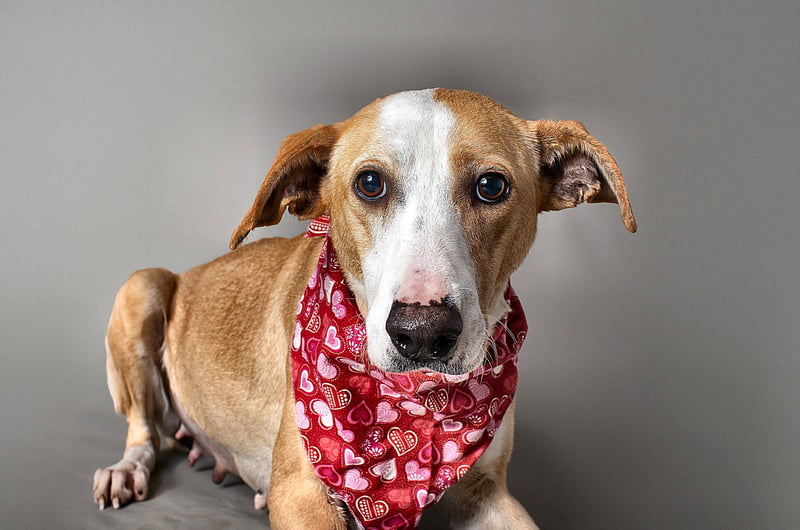 WRENLEY JANE - Labrador Retriever / Hound for adoption in Baton Rouge