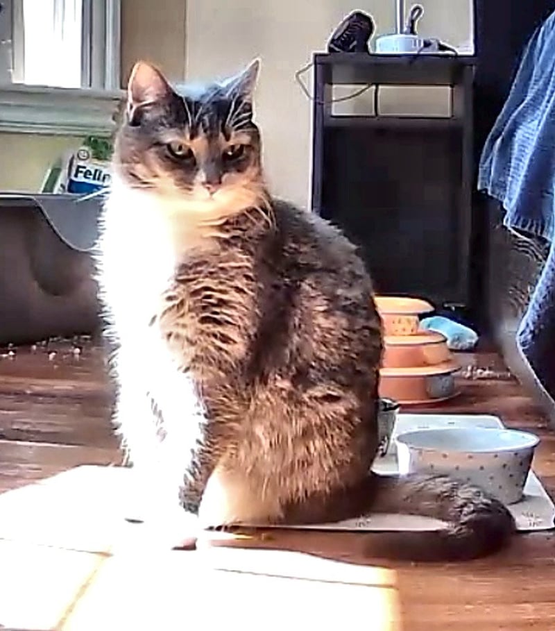ELLIE - Domestic Medium Hair available for adoption