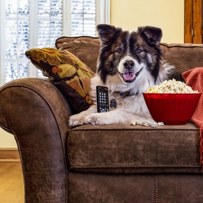 Dog Food Transition After Adoption: Safe Diet Switch Guide