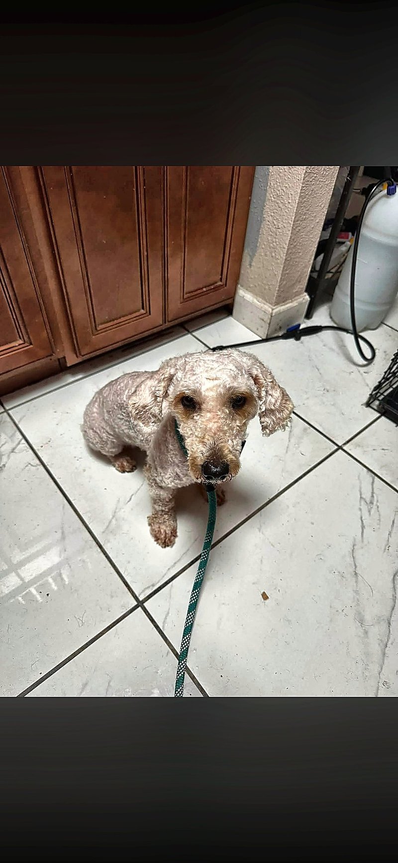 FOZZY BEAR - Bichon Frise for adoption in Lakeland