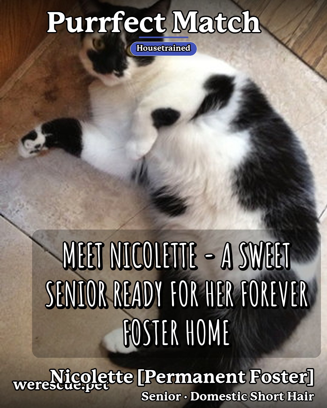 Nicolette [Permanent Foster]'s social media slideshow post