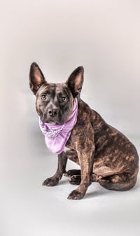 Hattie Mae - Photo 1