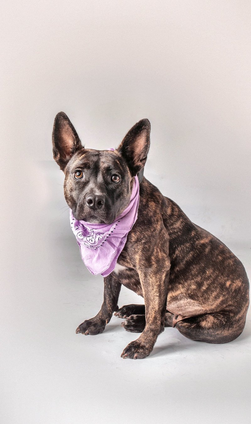 HATTIE MAE - Dutch Shepherd for adoption in Baton Rouge