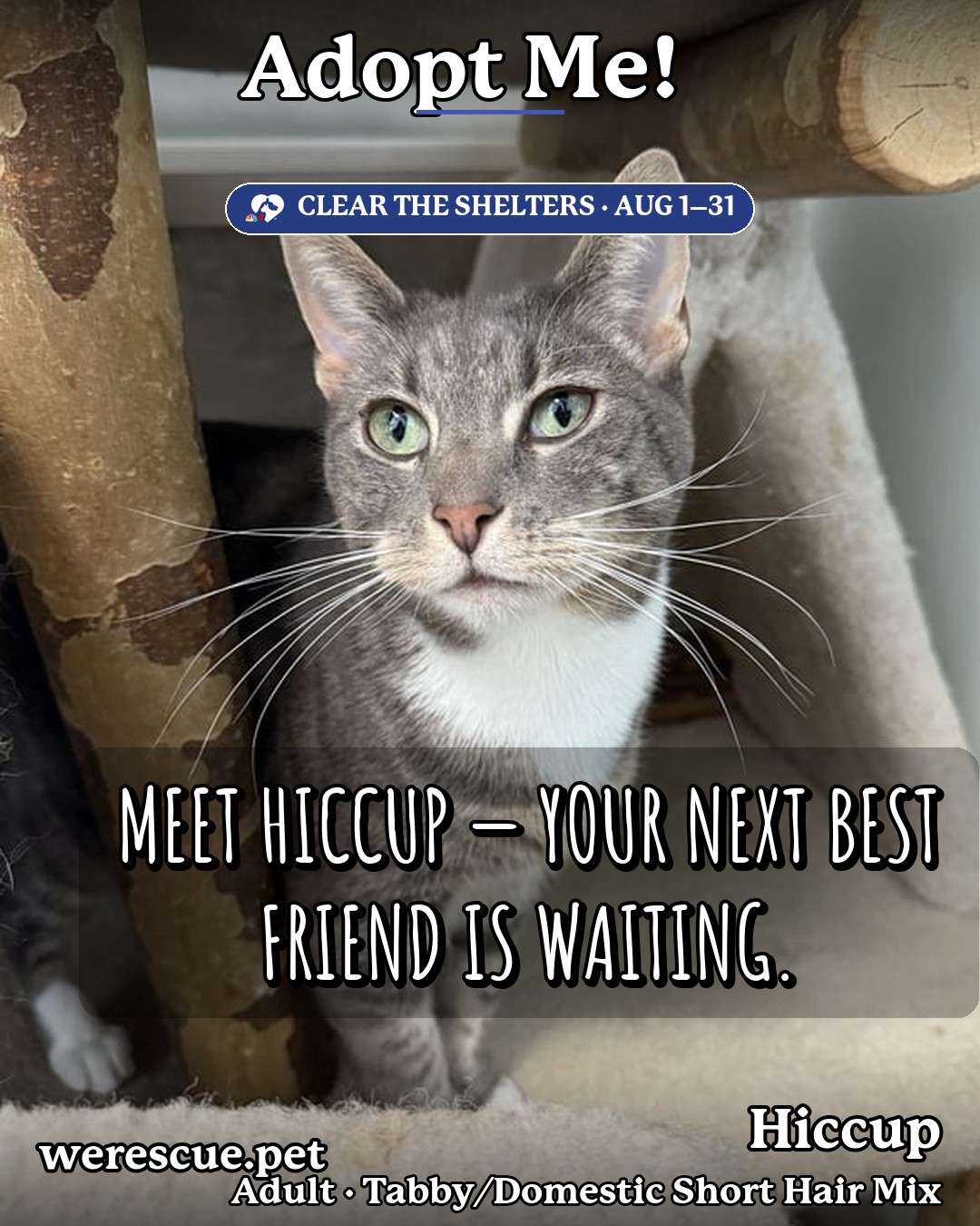 Hiccup's social media photos post