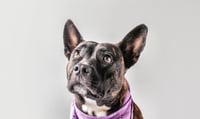 Hattie Mae - Photo 2