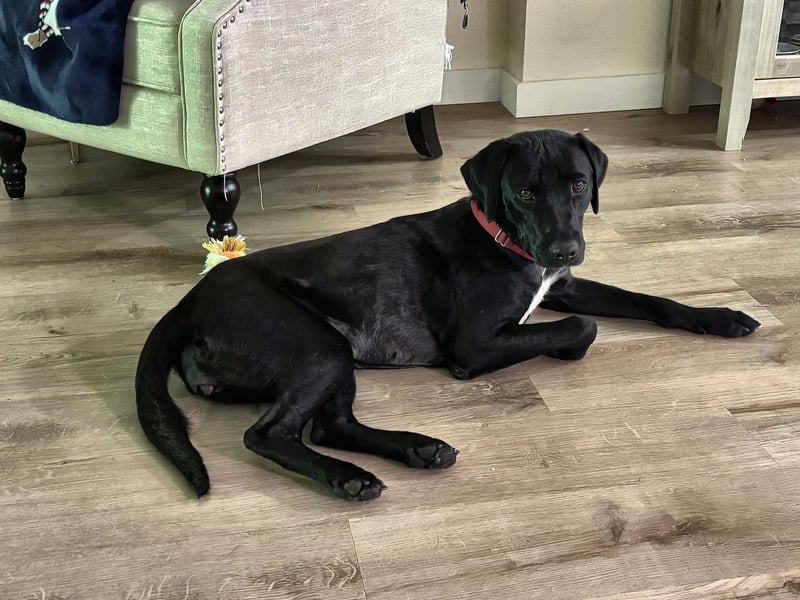 LUCY - Black Labrador Retriever for adoption in Lakeland