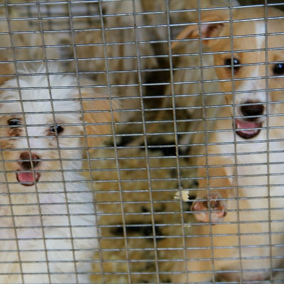 Pet Adoption Red Flags: Spotting Puppy Mills & Scams