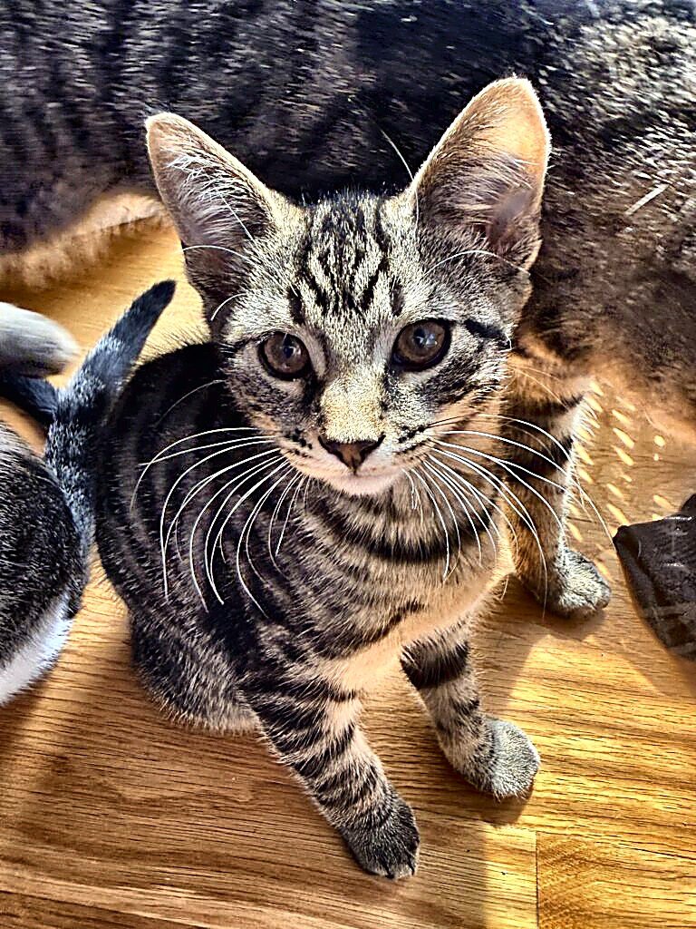 STANLEY - Tabby for adoption in Cambridge