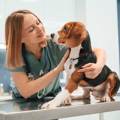 Rescue Pet Medical History: Essential Guide for New Pet Parents image