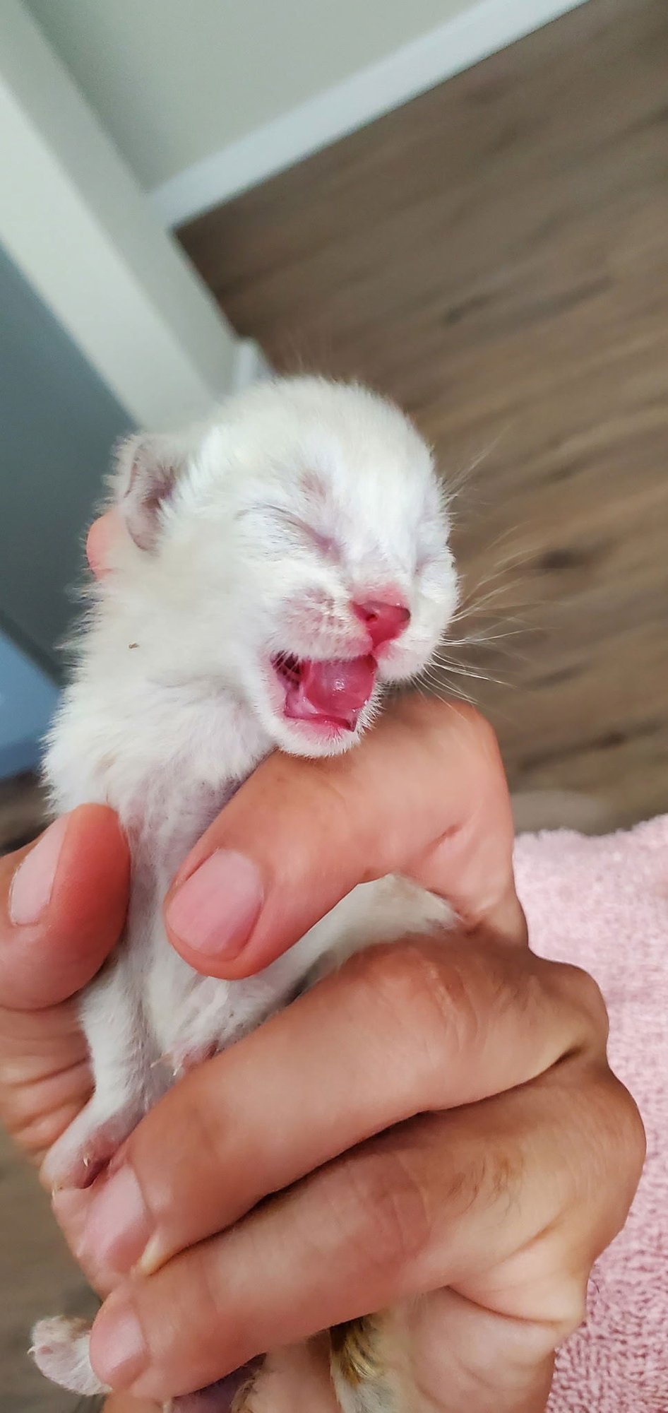 A bottle baby kitten rescued from a public shelter!