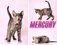 Mercury - Photo 1