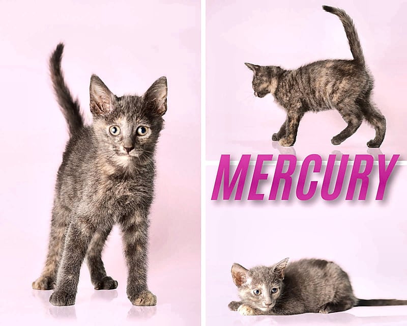 MERCURY - Domestic Short Hair for adoption in Frederick