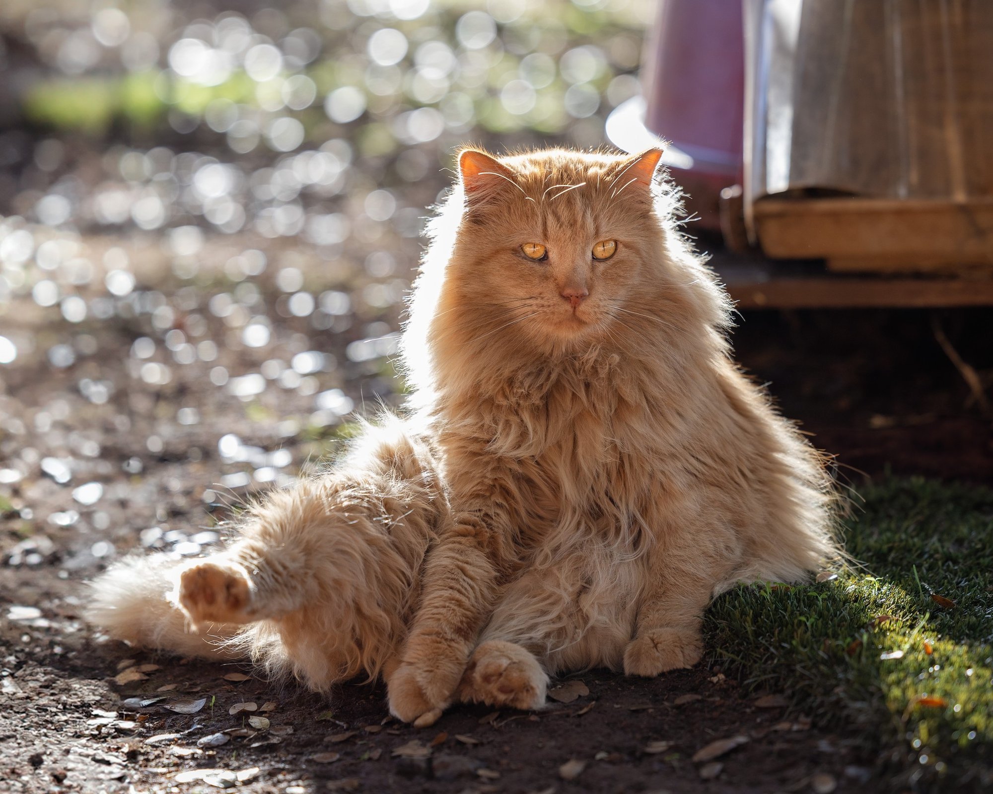 Fat Kitty City Humane Society facility