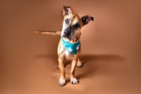 Woody - Photo 1