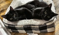 Squid & Mr. Spot - Photo 1