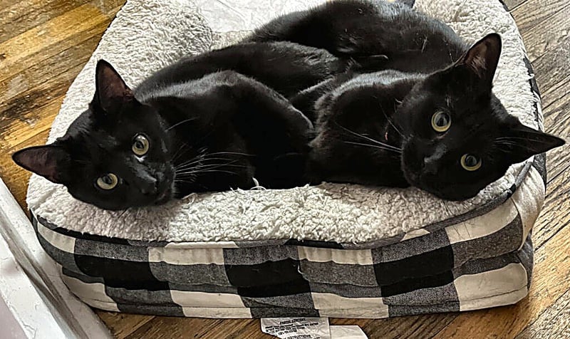SQUID & MR. SPOT - Domestic Short Hair available for adoption