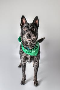 Whiskey - Photo 1