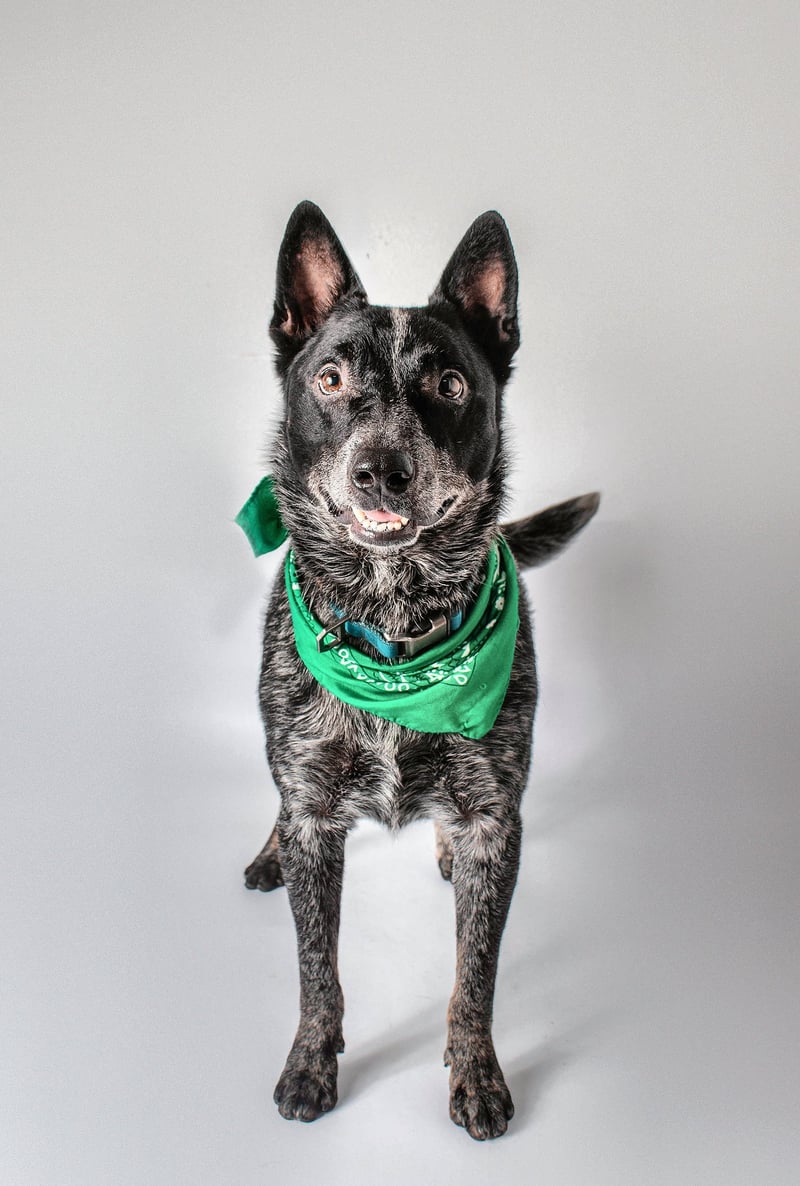 WHISKEY - Australian Cattle Dog/Blue Heeler for adoption in Baton Rouge