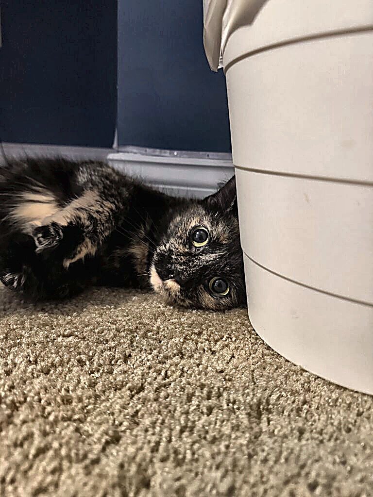 LADY LUNA - Tortoiseshell available for adoption