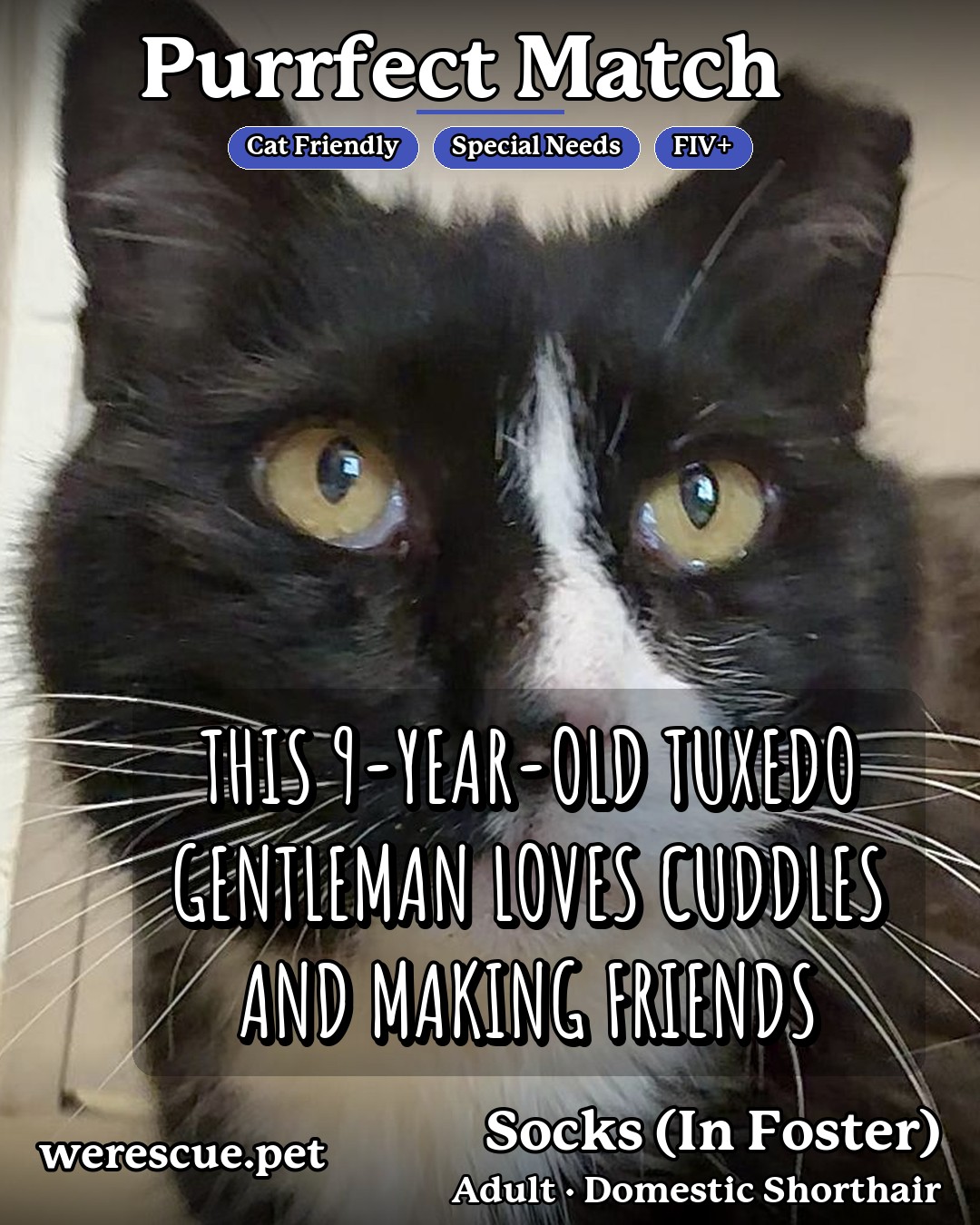 Socks (In Foster)'s social media photos post