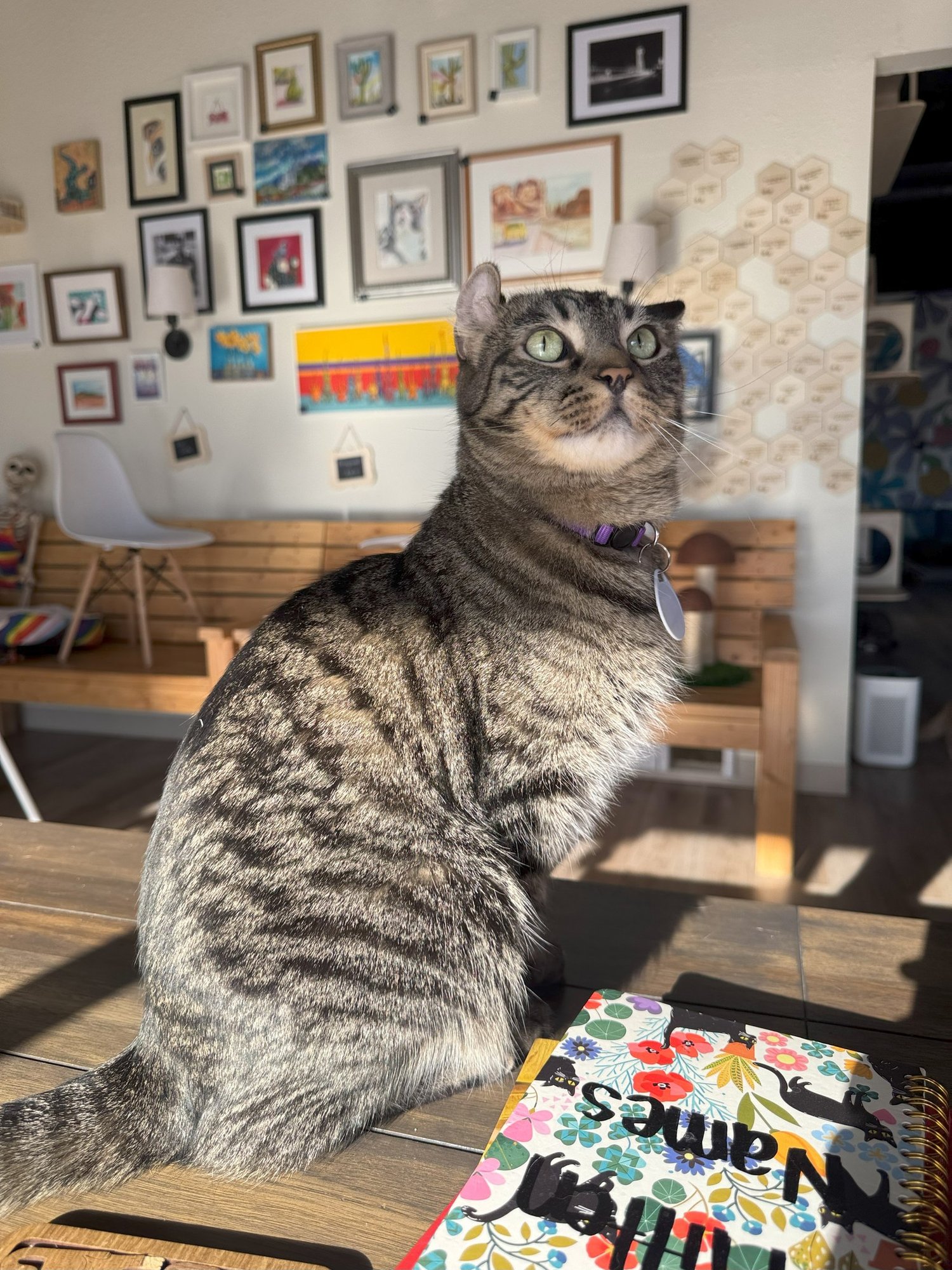 Southern Arizona Cat Rescue facility