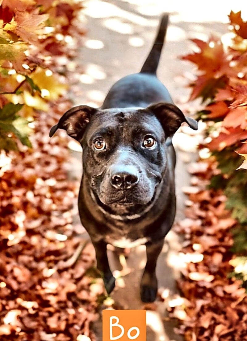 BO  - Labrador Retriever / American Bulldog for adoption in Lakeland