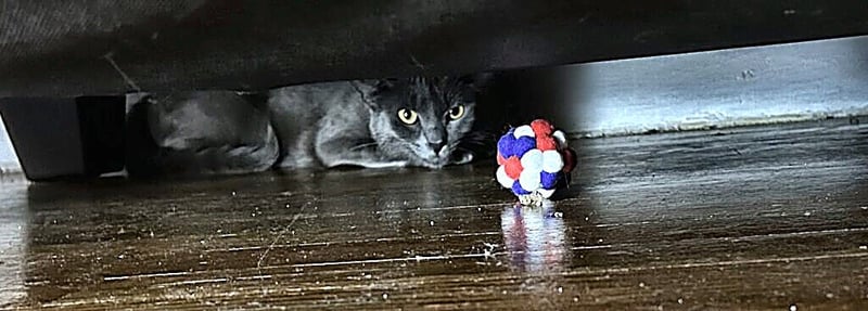GRACE - Domestic Short Hair available for adoption