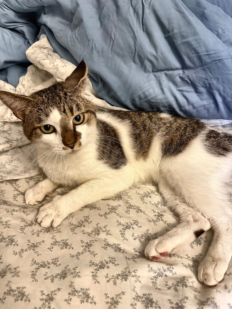 SIMON - Domestic Short Hair available for adoption