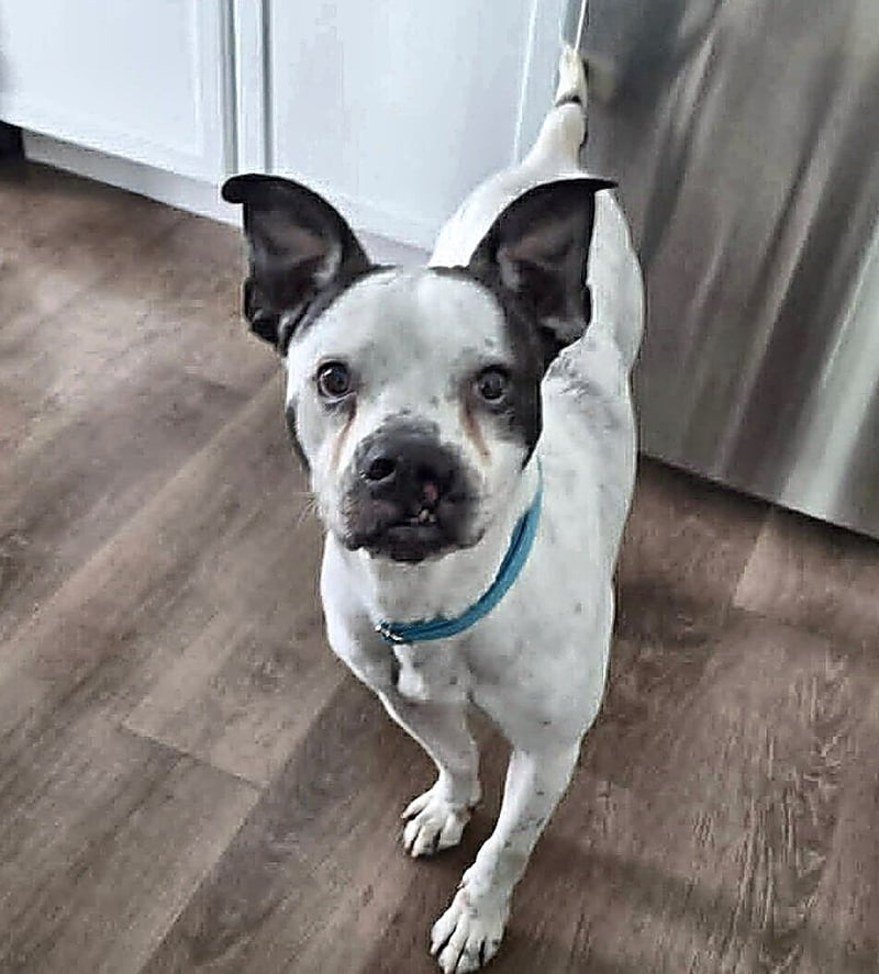 DANTE - American Bulldog for adoption in Lakeland