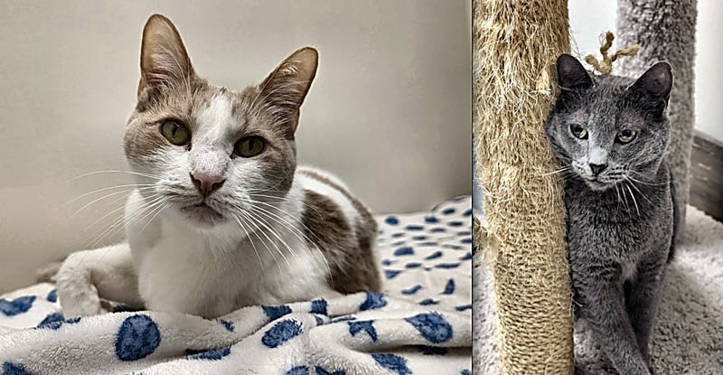 INDIGO & LOKI - Domestic Short Hair available for adoption
