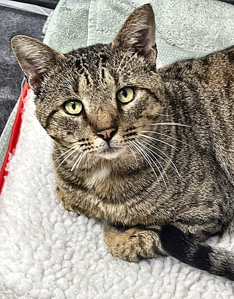 CHADWICK - Tabby available for adoption